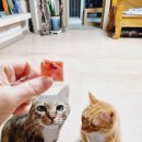 강아지·고양이 슬개골? 집사들의 무릎 꿇게 만든 강아지·고양이영양제, 안티놀 래피드 강력 추천