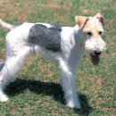 24시하나린동물의료센터 이미지