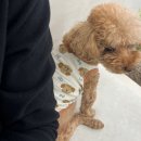 멍그니엘 애견호텔 수원점 | 수원 노견 강아지 호텔 추천! 분리불안 보호자도 안심했던 멍그니엘