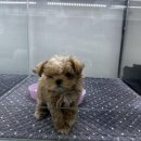 앙쥬펫 | 은평구애견샵 - 앙쥬펫 강아지 은평구점 다녀온 후기