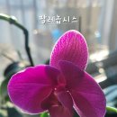 짝꿍