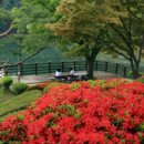 청남대 진입로 이미지