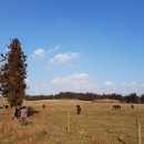 장기목장 이미지