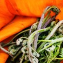 고사리민박 이미지