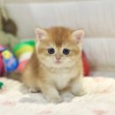 인천고양이분양 도레미캣 이미지