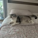 행복이불 이미지