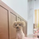 호이펫샵 이미지