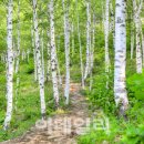 목계숲 1 이미지