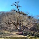 금산28-5교 | 800년 은행나무에 가려진 인연들 심지대사, 혜철국사, 보조국사지눌, 보각국사일연 - 청도 적천사