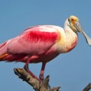 【진홍빛 저어새(Roseate Spoonbill)】 「하양분홍진홍 화려한 진홍색 저어새 」 이미지