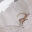 햄동대장 이미지