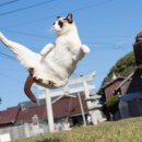 캣토파스칼킥!!! 이미지