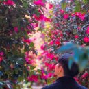 성산 동백소랑 이미지