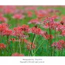 선운사의추억 이미지