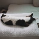 펫바이블 | 여름 고양이 쿨침대 펫바이블 냉감 듀라론 방석 100일 사용후기