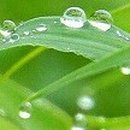 풀잎 위의 이슬 이미지