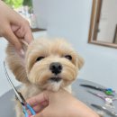 트리밍153 이미지