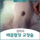 으뜸원동물병원 | 으뜸원동물병원 강아지 배꼽탈장 교정 수술