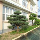 신등중학교 이미지