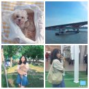 드림카용품점 | 6월 반려견과 나들이 갈만한 곳/ 강아지와 망원한강공원 피크닉 막차&여의도 더현대 서울 가기