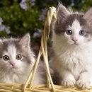 동물의 왕국 이미지