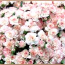 사람이 꽃보다 아름 이미지