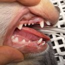 북악동물병원 | 광명역동물병원, 강아지·고양이 80% 이상이 겪는 치아 문제, 보호자가 놓치는 이유