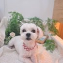 비플루피 이미지