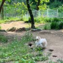 겨우리애견 네이버블로그