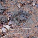 만 마리의 호랑이 이미지