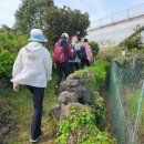 애월읍 소길리풋감마을 이미지