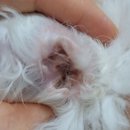 Dr.오즈동물병원 이미지