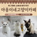 낄낄고양이 | 수원고양이카페 아이랑 야옹이네고양이카페수원본점 방문기