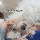 쓰담쓰담 이미지