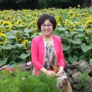 해바라기농장 이미지