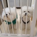 파파스 그라운드 | 광주 서구 실내애견카페 파파스 그라운드 솔직후기