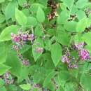 관악산길 이미지