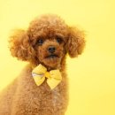 댕수무강 이미지