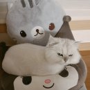 태평하개 이미지