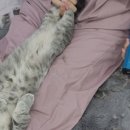 두부두부캣묭실 이미지