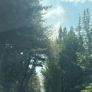 양지골프레인지 | [양지파인cc] 서-남 코스 라운딩 골프라운딩 골린이 주차장 락카룸 샤워실 그늘집메뉴 이벤트홀컵 버디...