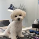 밤스(BAM'S) 강아지 미용실 이미지