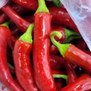 고냉지 노랭이 배추 생김치 청방배추 얼갈이 김치 이미지