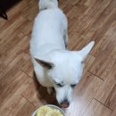 빠찌애견 이미지