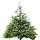 착한나무 이미지