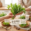 봄날미용재료 | 둥굴레순 놀라운 효능, 알고보니 꼭 챙겨야겠네요