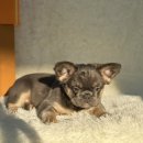 J&L 희귀모색 프렌치불독 이미지