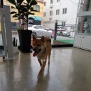 땡큐멍냥 이미지