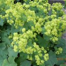 모스가든 이미지