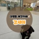 강새이 | [대구 대명동 애견카페] 더위 피해 도망친 곳, 강새이 애견카페 추천해요! 내돈내산 솔직후기